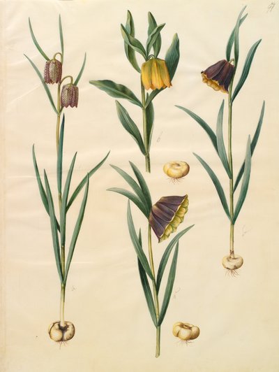 Fritillaria meleagris da Johannes Simon Holtzbecher